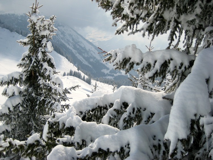 Spring Skiing in Le Grand Massif - snowy trees
