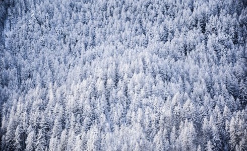 serre_chavelier_ snowy trees