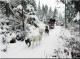 Dog sledding with husky safari. 