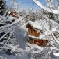 Ski Amis Chalet Morgane in the Trees